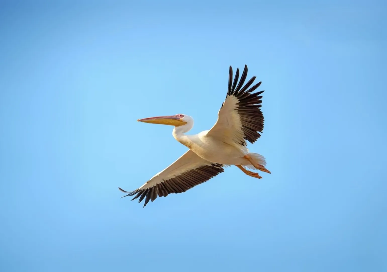 Pelícano en vuelo sobre la ribera de Cajititlán
