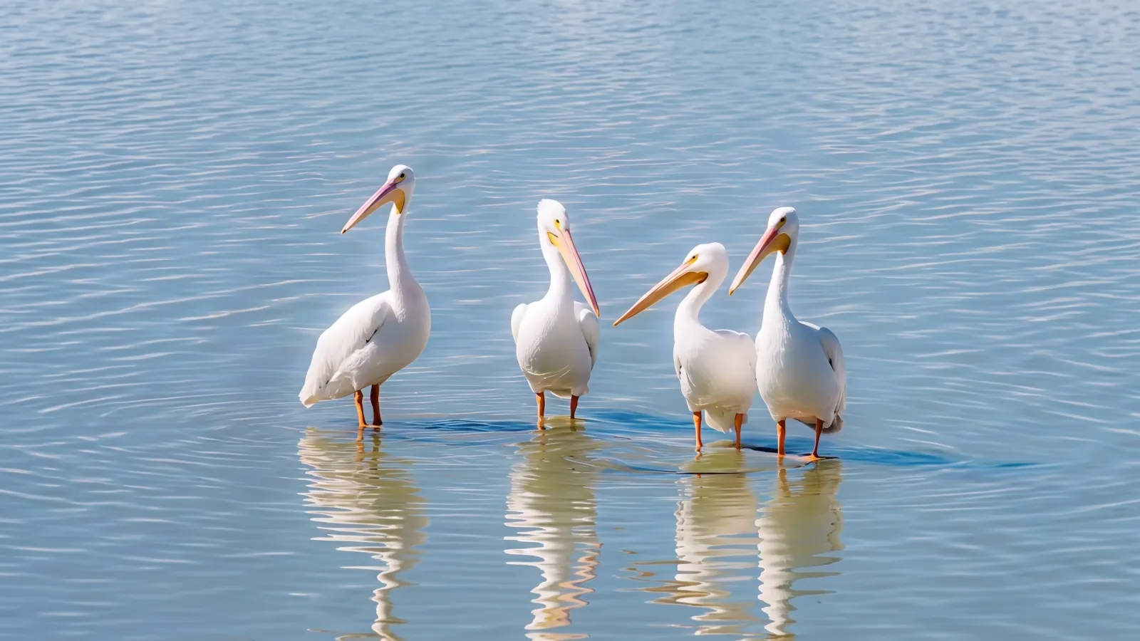 Pelícanos blancos en la laguna de Cajititlán